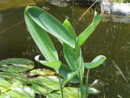 Tavi növények - Thalia dealbata  fehér vízigyömbér